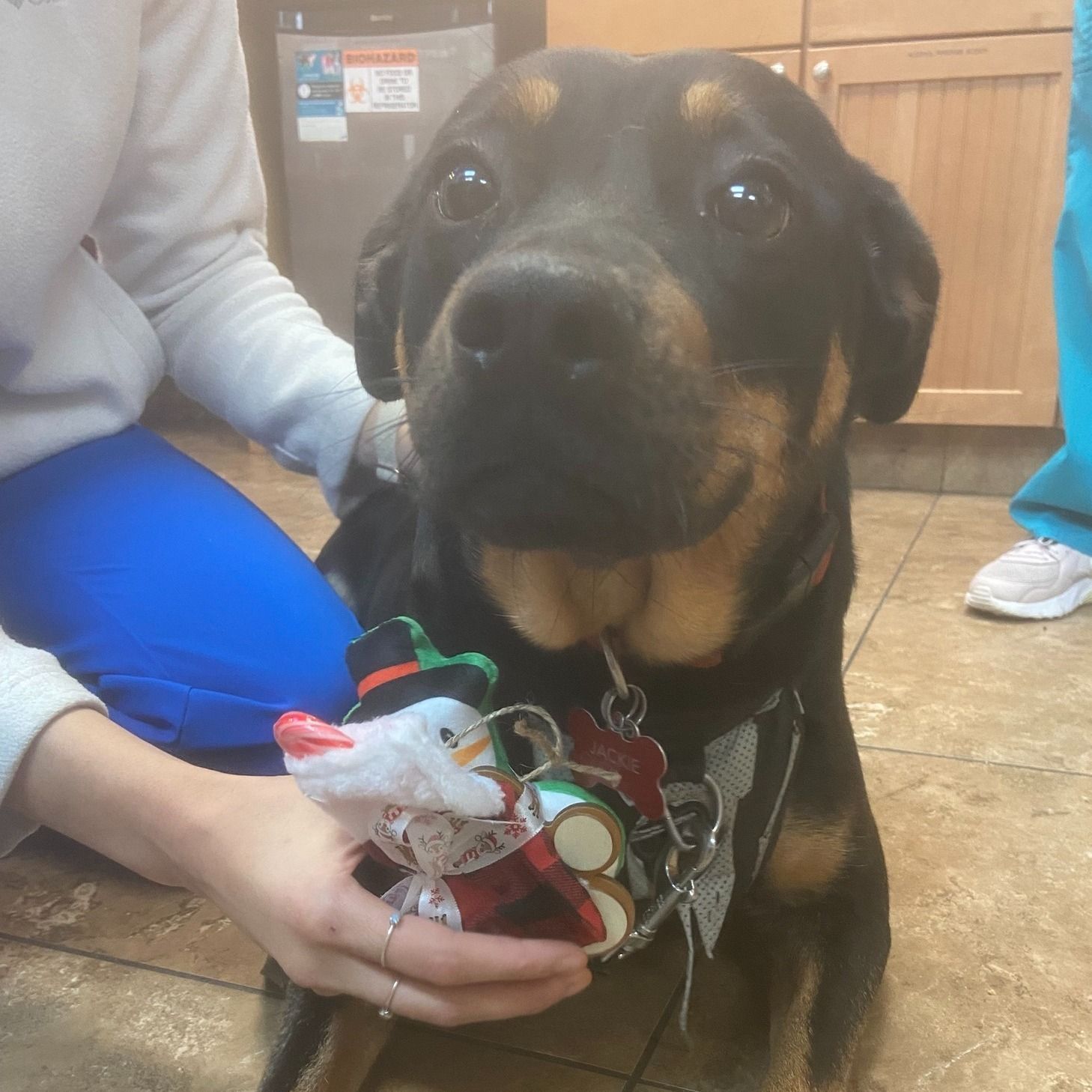 Dog with a holiday Santa toy; at a vet clinic, being pet.