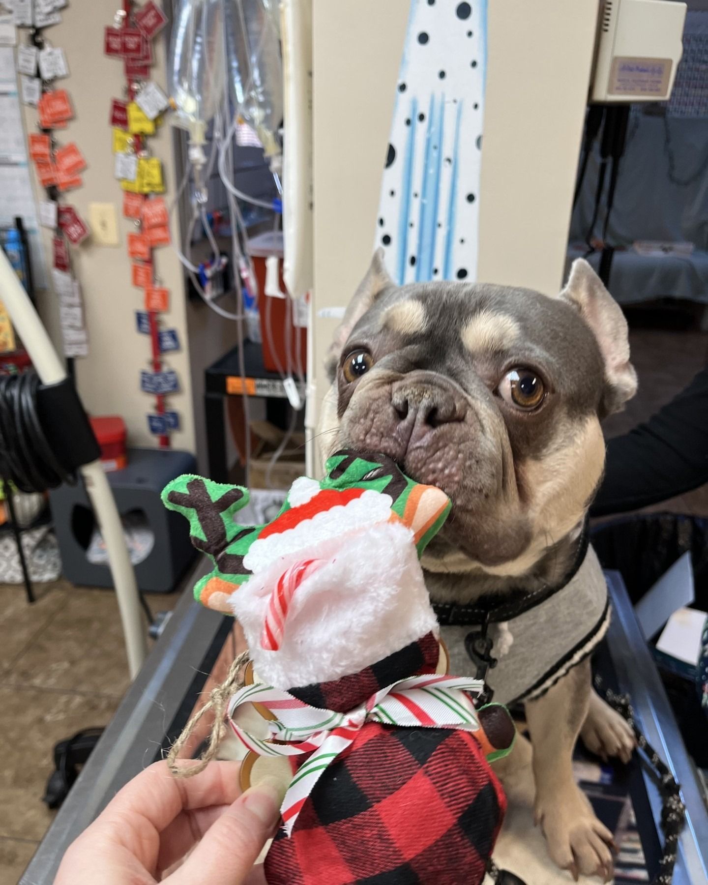 French bulldog holding a Christmas stocking toy, looking up with big eyes. Interior setting, veterinary office.