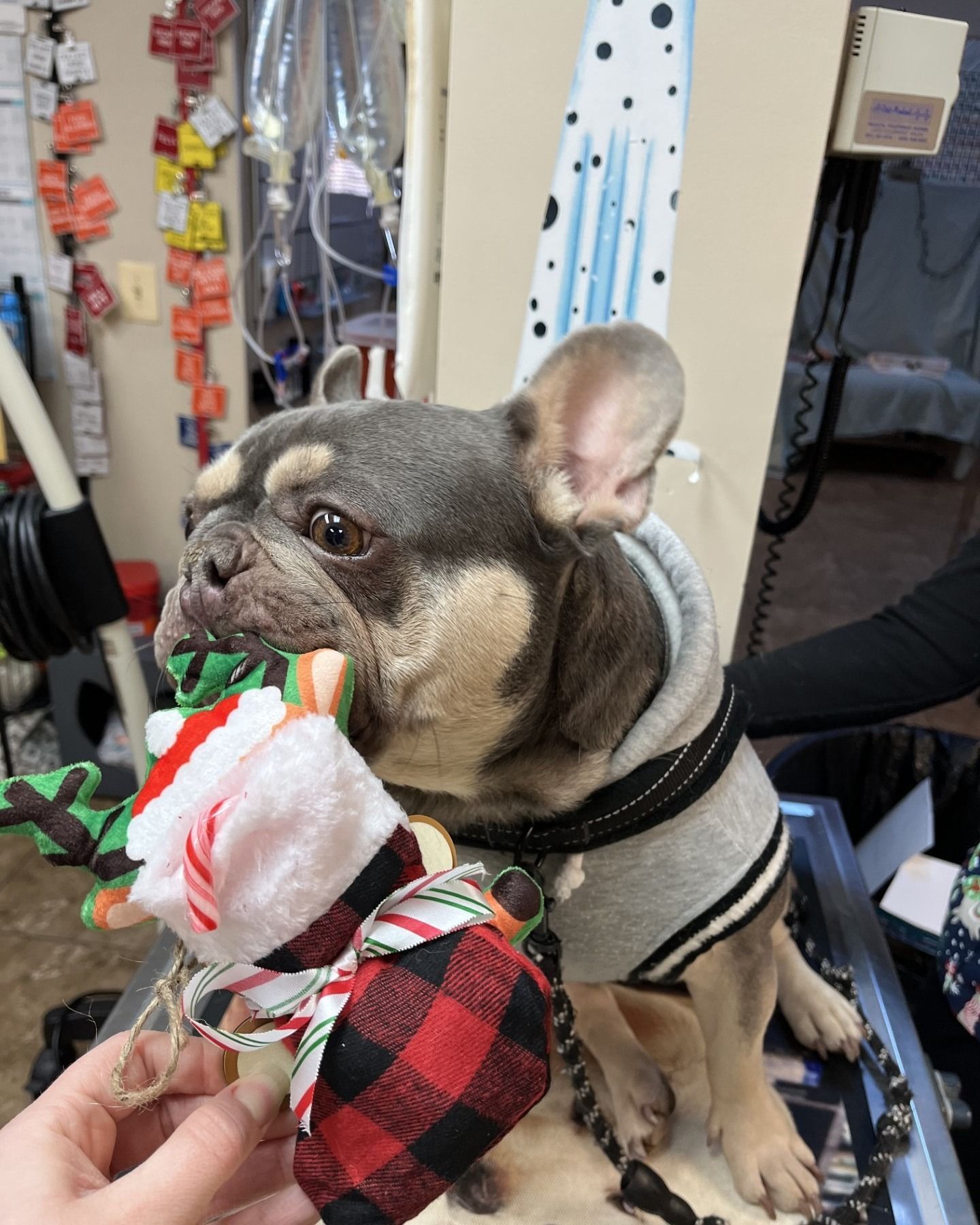 French Bulldog in grey sweater, holding a festive toy. Seen indoors, possibly a clinic.