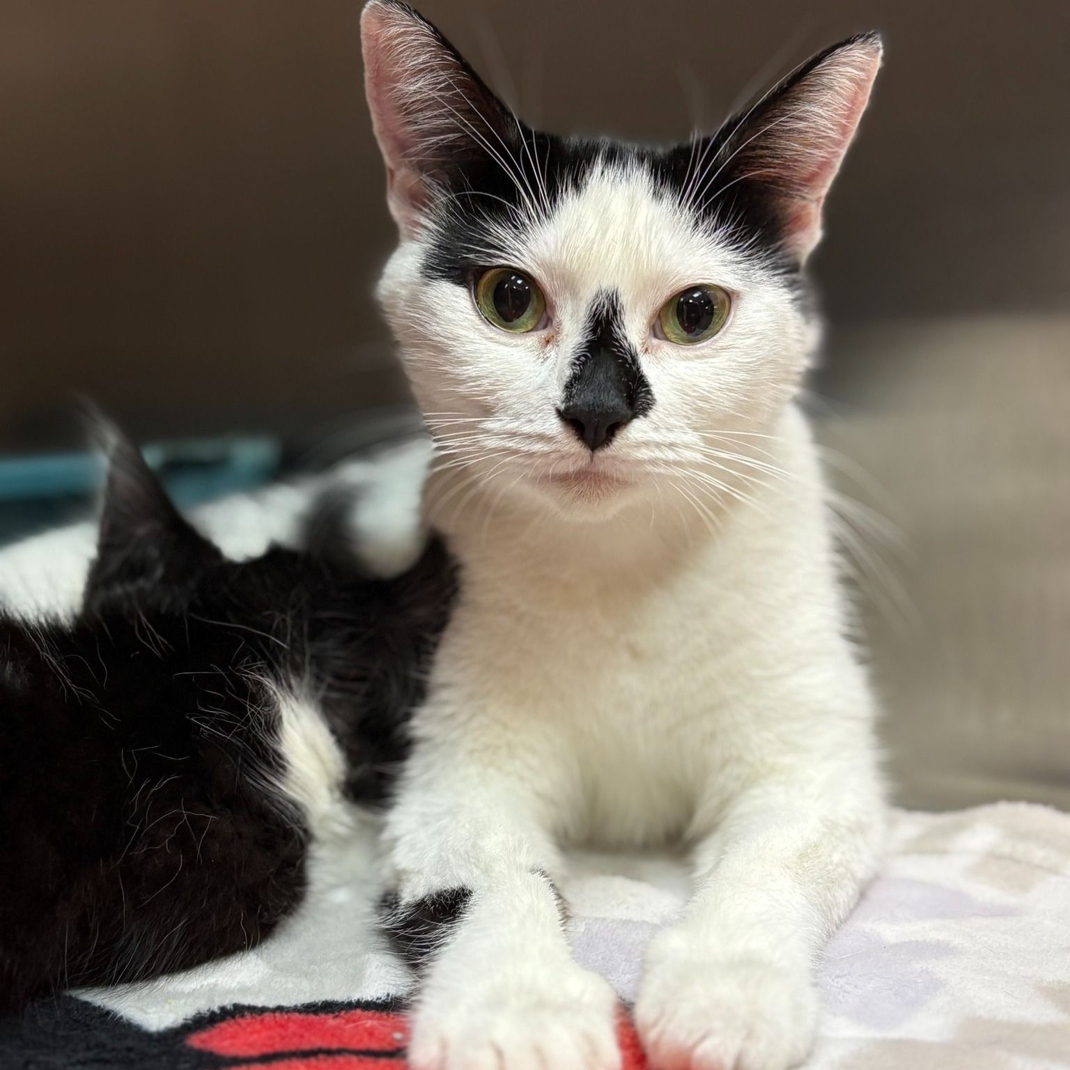Black and white cat with black markings on its face and a black patch on its leg, lying next to another black cat.