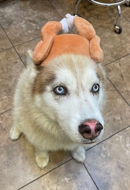 Husky dog wearing a plush turkey costume on its head, indoors.