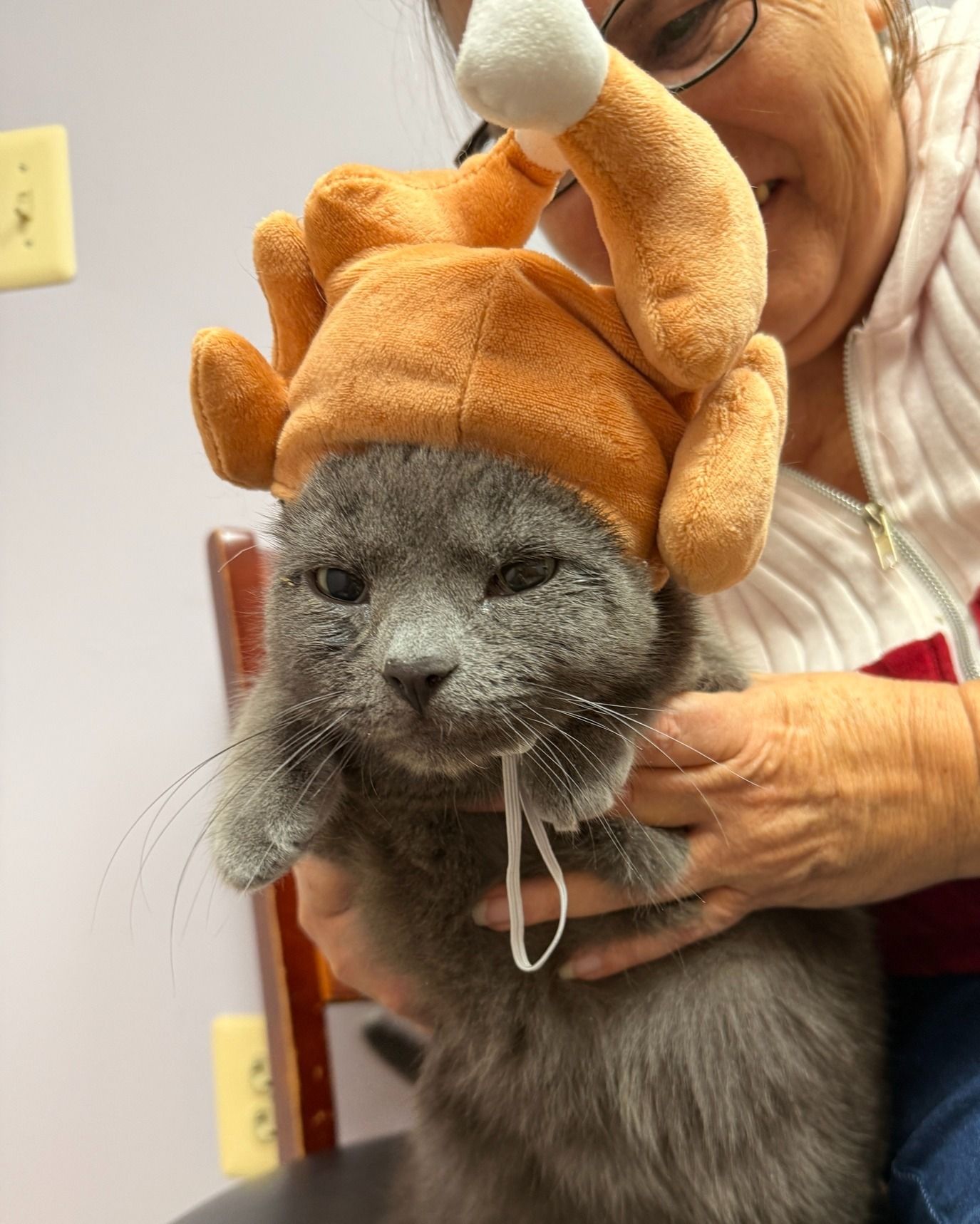 Gray cat wearing a turkey hat, held by a person in a room.