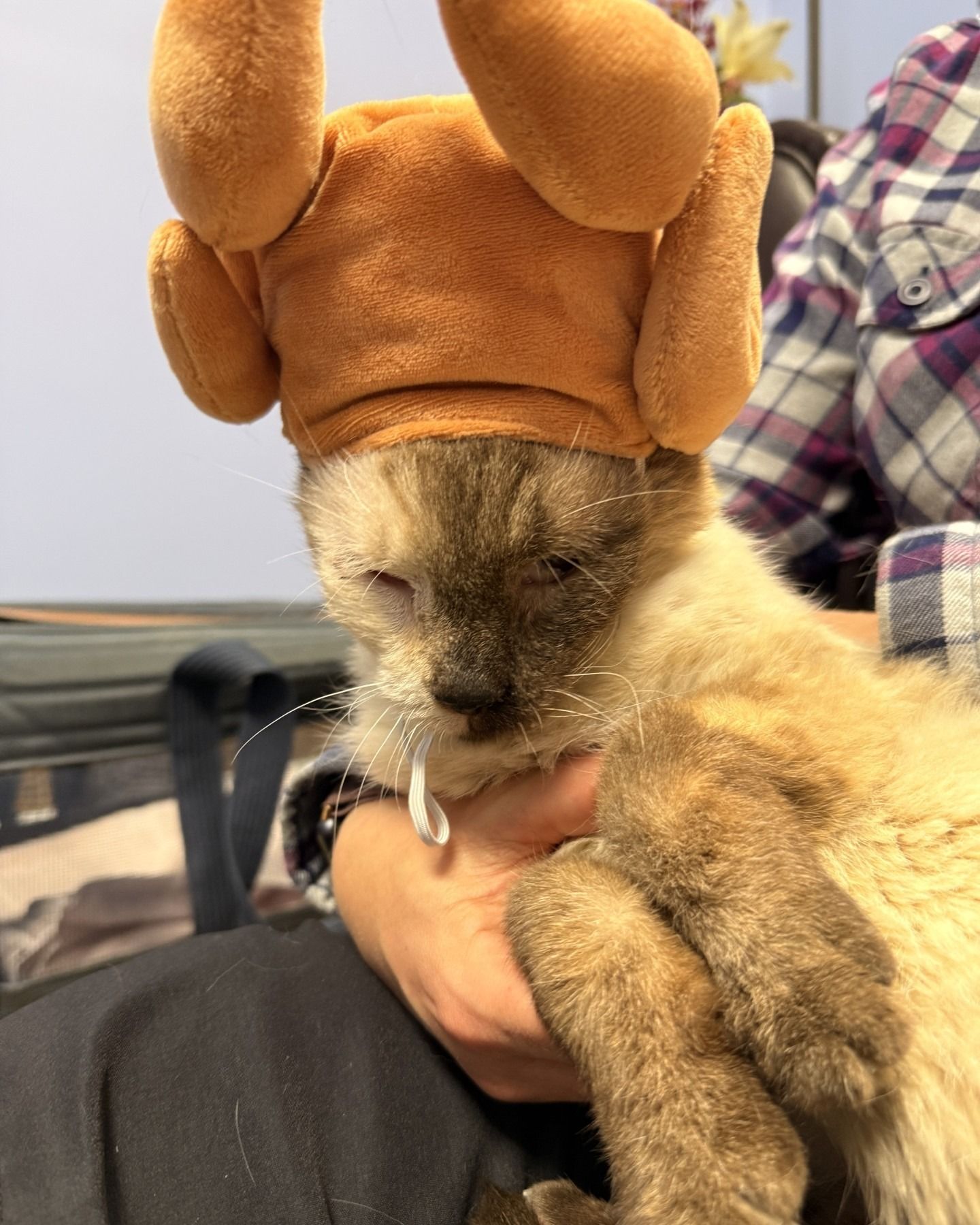 Cat wearing a turkey hat held by a person. Cat has closed eyes and a sleepy expression.