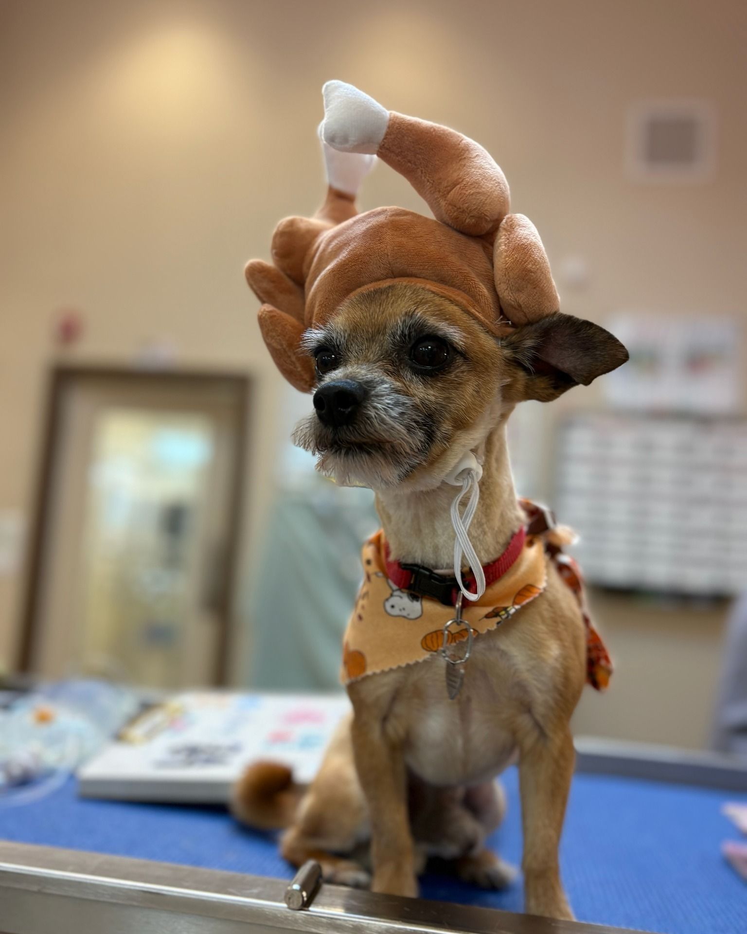 Small brown dog wearing a turkey hat and bandana, sitting on a blue surface.
