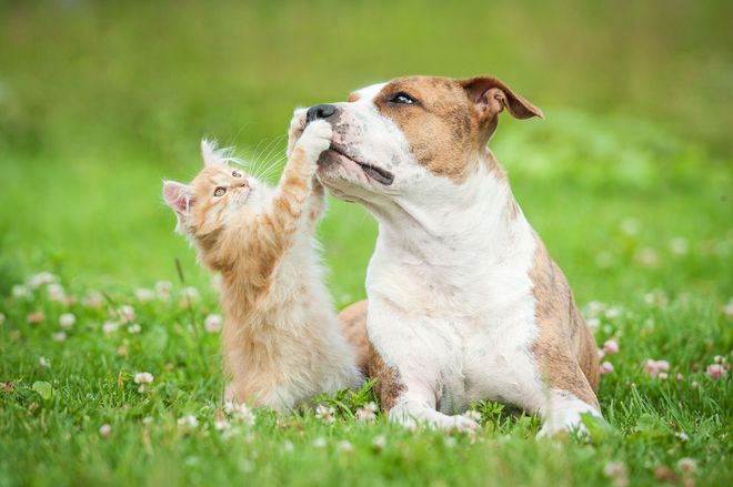 Noah's Ark Veterinary And Boarding Resort