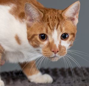 Photo of {{Team Member Name}}