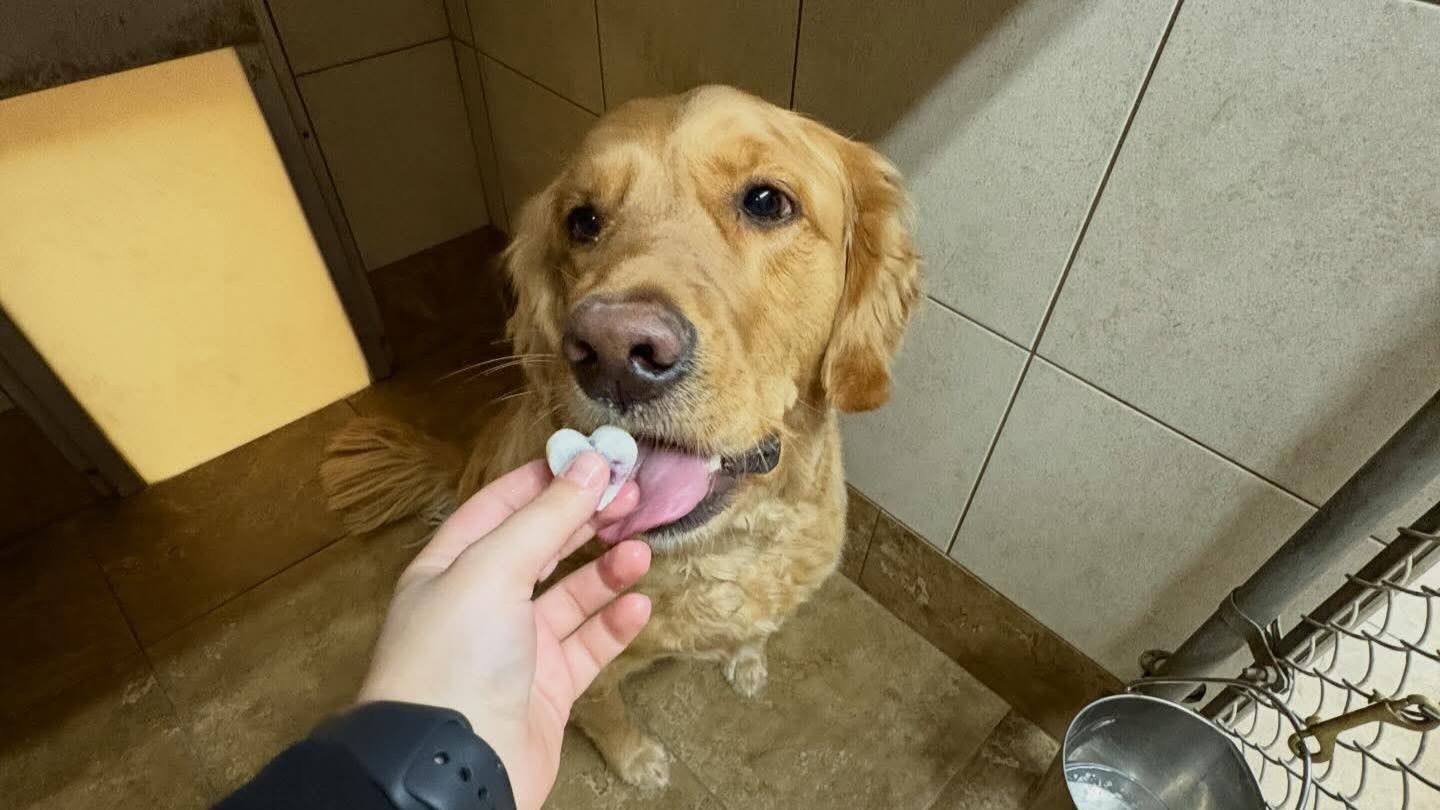 pet boarding services