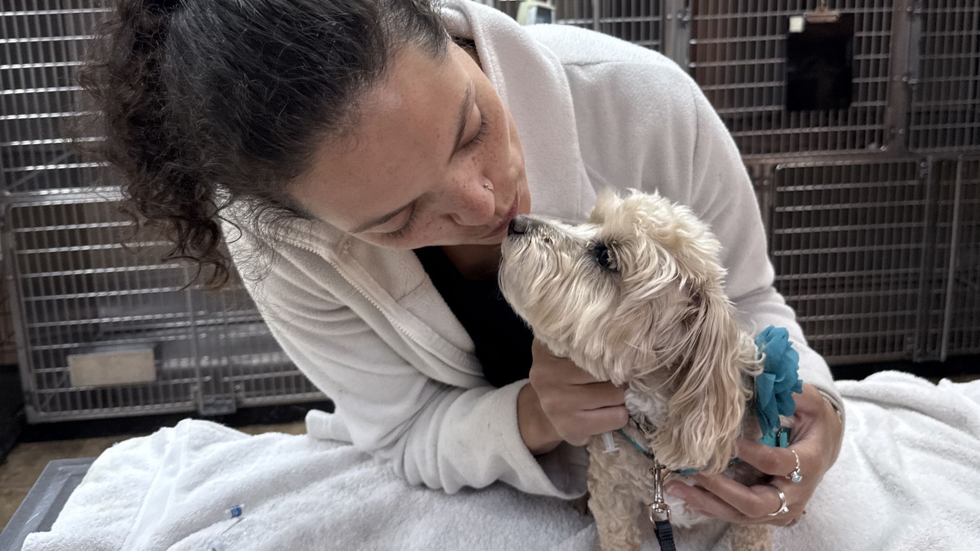 veterinary services