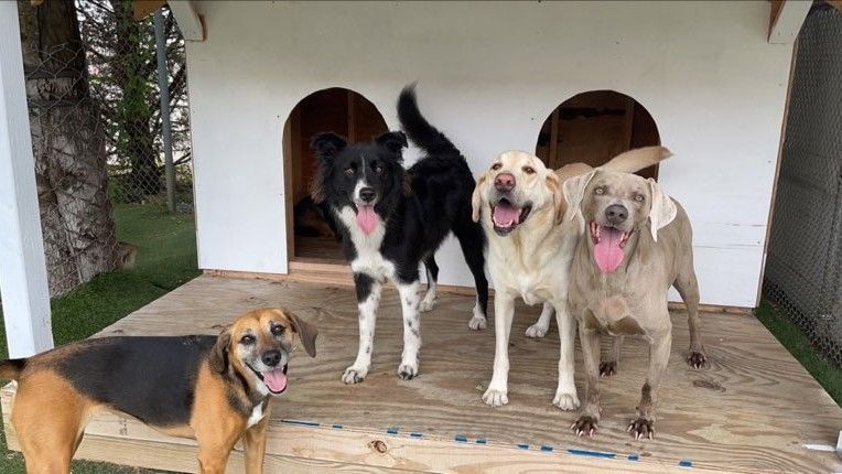 pet boarding