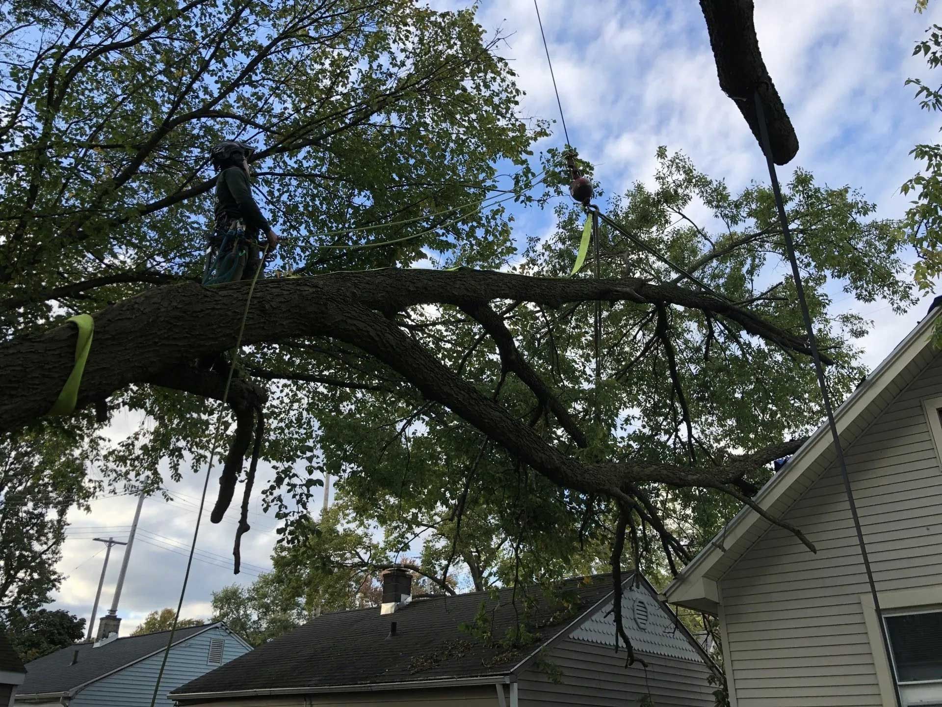 Tree branch being removed near a house, with ropes and a person working.