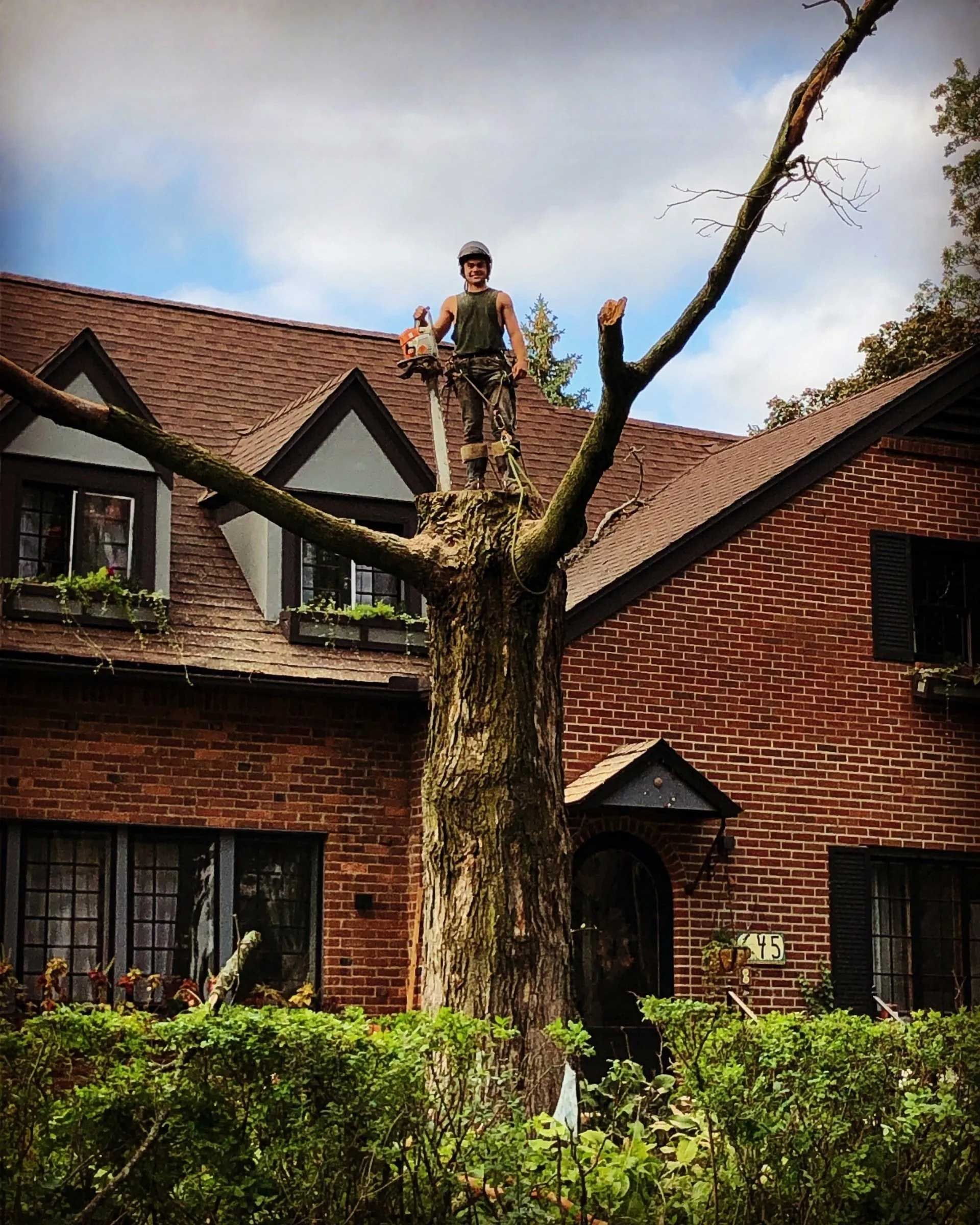 Arborist atop a tree, trimming branches near a red brick house under a cloudy sky.
