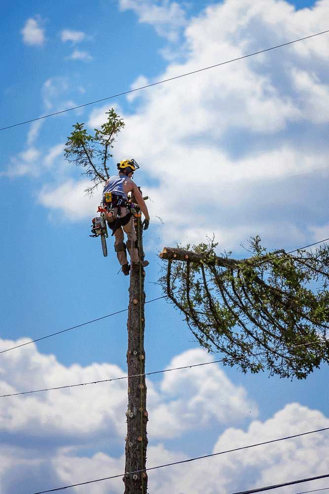Arborist in safety gear, aloft in a tree, using a chainsaw to trim branches under a blue sky.