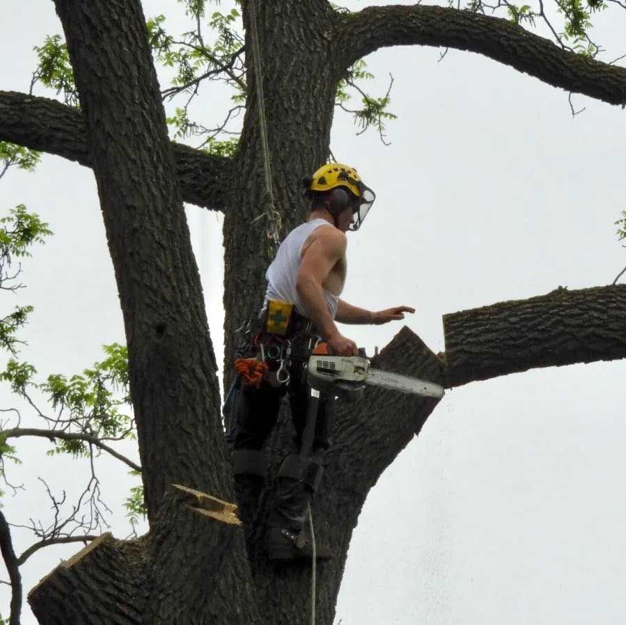 Arborist using a chainsaw to cut a tree branch, wearing a helmet and safety harness.