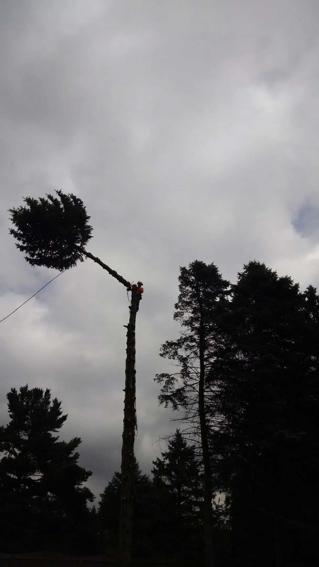 Partially cut tree with crown held by cable against cloudy sky.