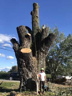 Tree worker standing next to a large tree trunk after branch removal, sunny day.
