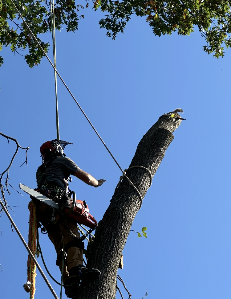 Arborist using a chainsaw high in a tree, secured by ropes, against a blue sky.