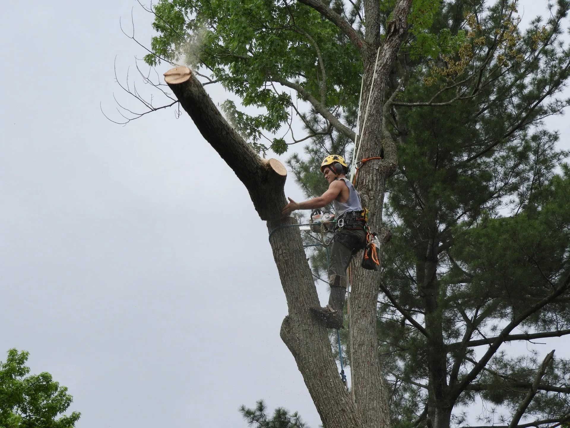 Arborist cutting tree branch with a chainsaw while harnessed in the tree.