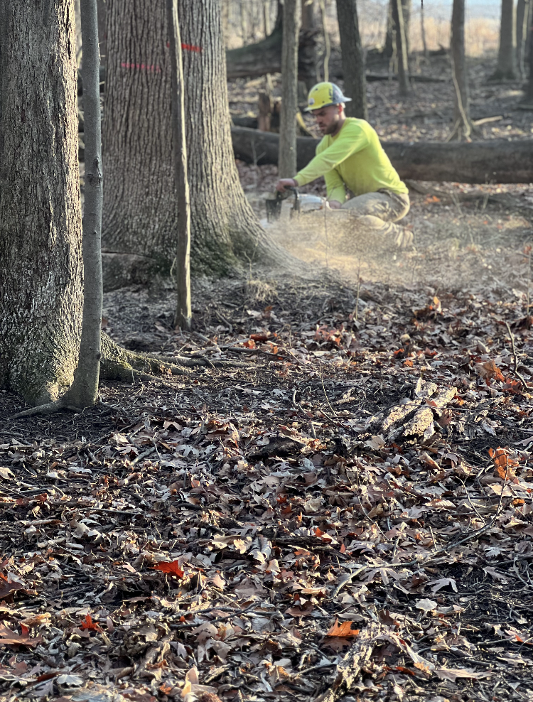 Man in safety gear using a chainsaw on a tree in a forest setting, sawdust flying.