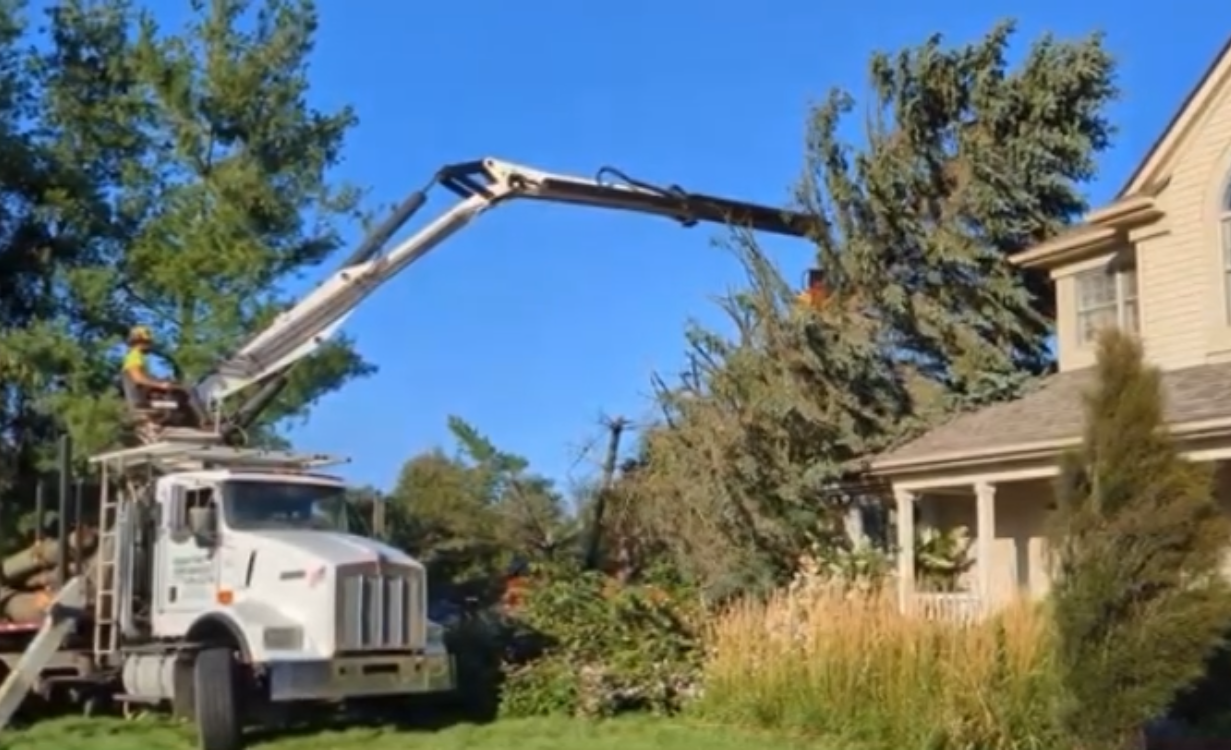 Truck with extended boom trimming a tree near a house; blue sky.