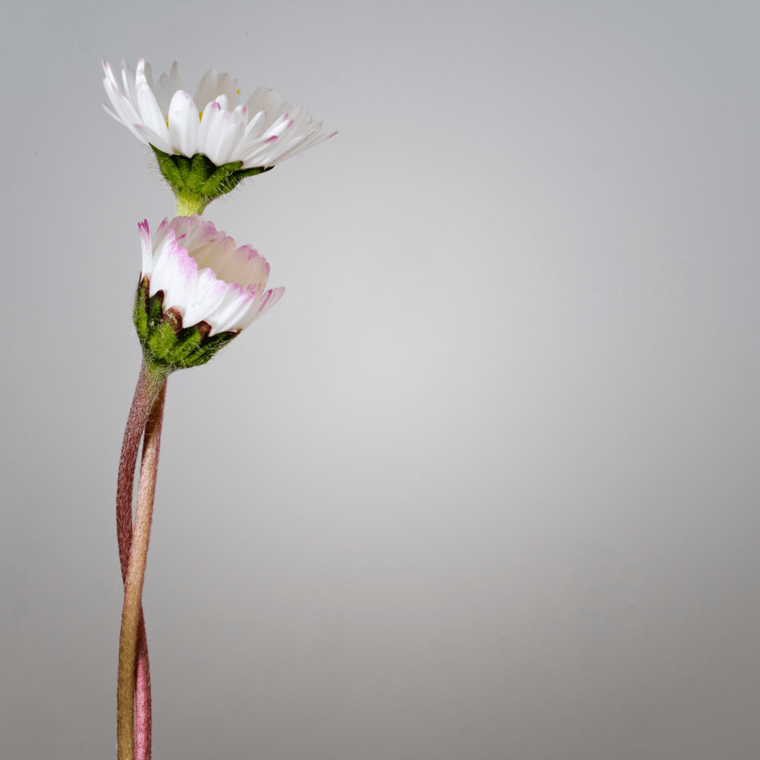 Two delicate white-pink flowers on thin stems against a plain gray background
