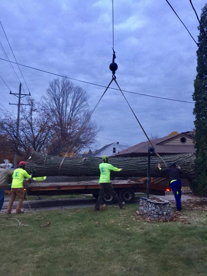 Tree Removal Stump Grinding Kimberly, WI Appleton WI