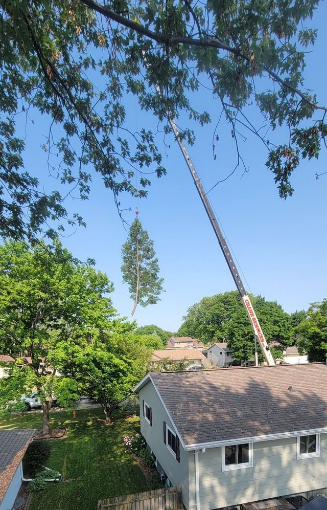 Tree Service Guilford Ct