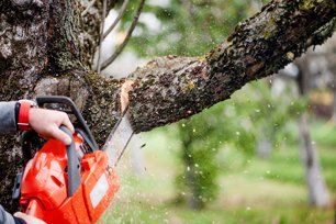 Tree Trimming