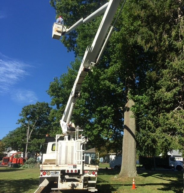 A white truck with a crane attached to it is cutting a tree