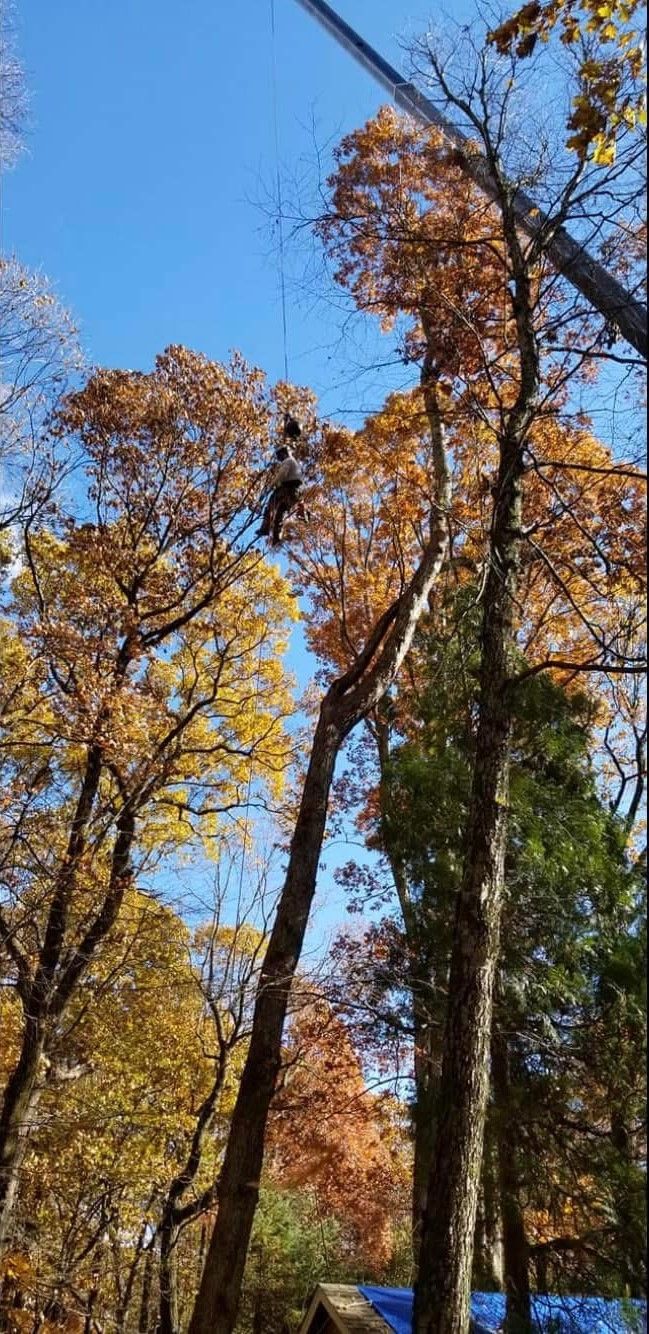 A man is cutting a tree with a chainsaw in the woods.