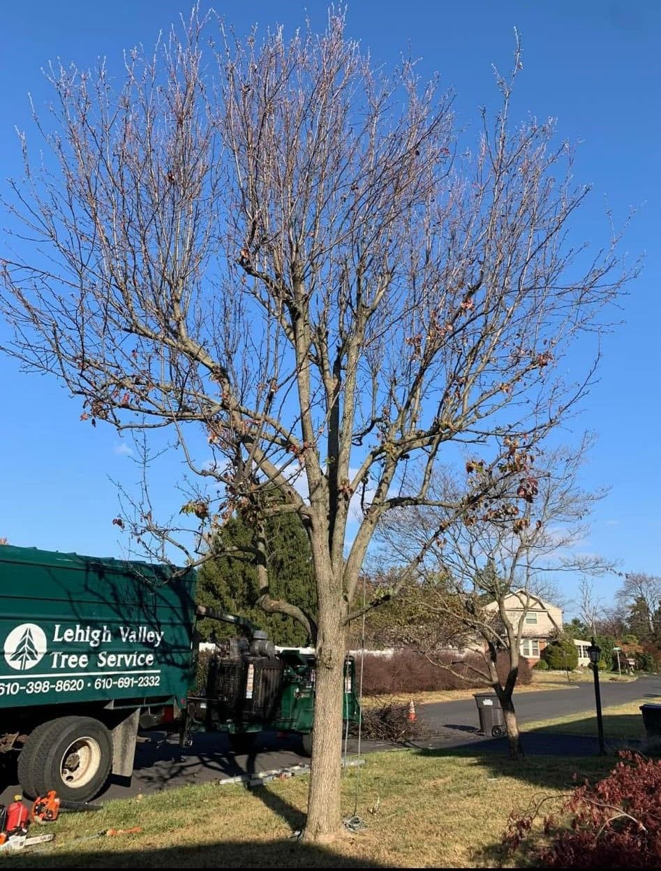 A green tree service truck is parked next to a tree without leaves.