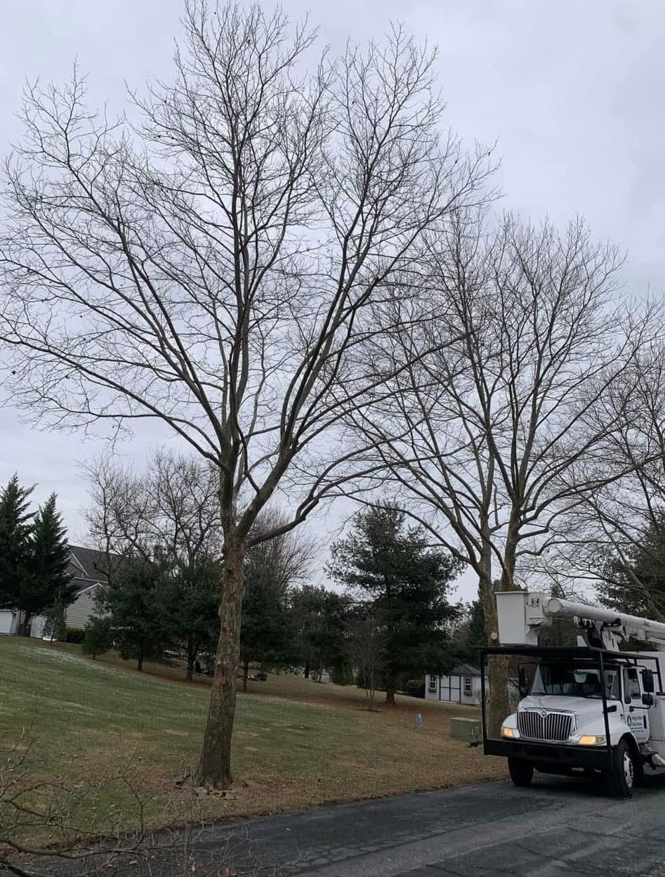 A white truck is parked on the side of the road next to a tree without leaves.