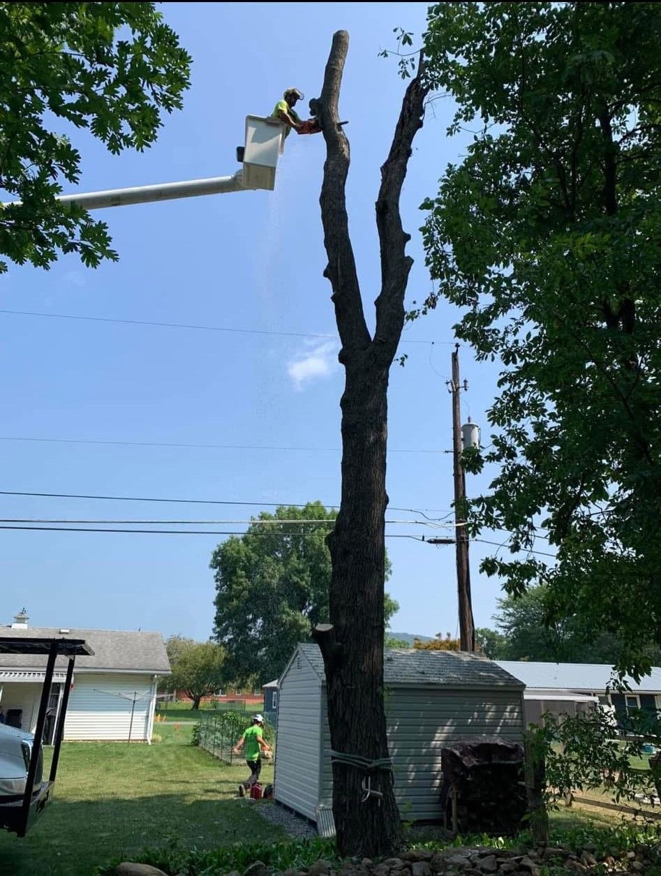 A man in a bucket is climbing a tree.