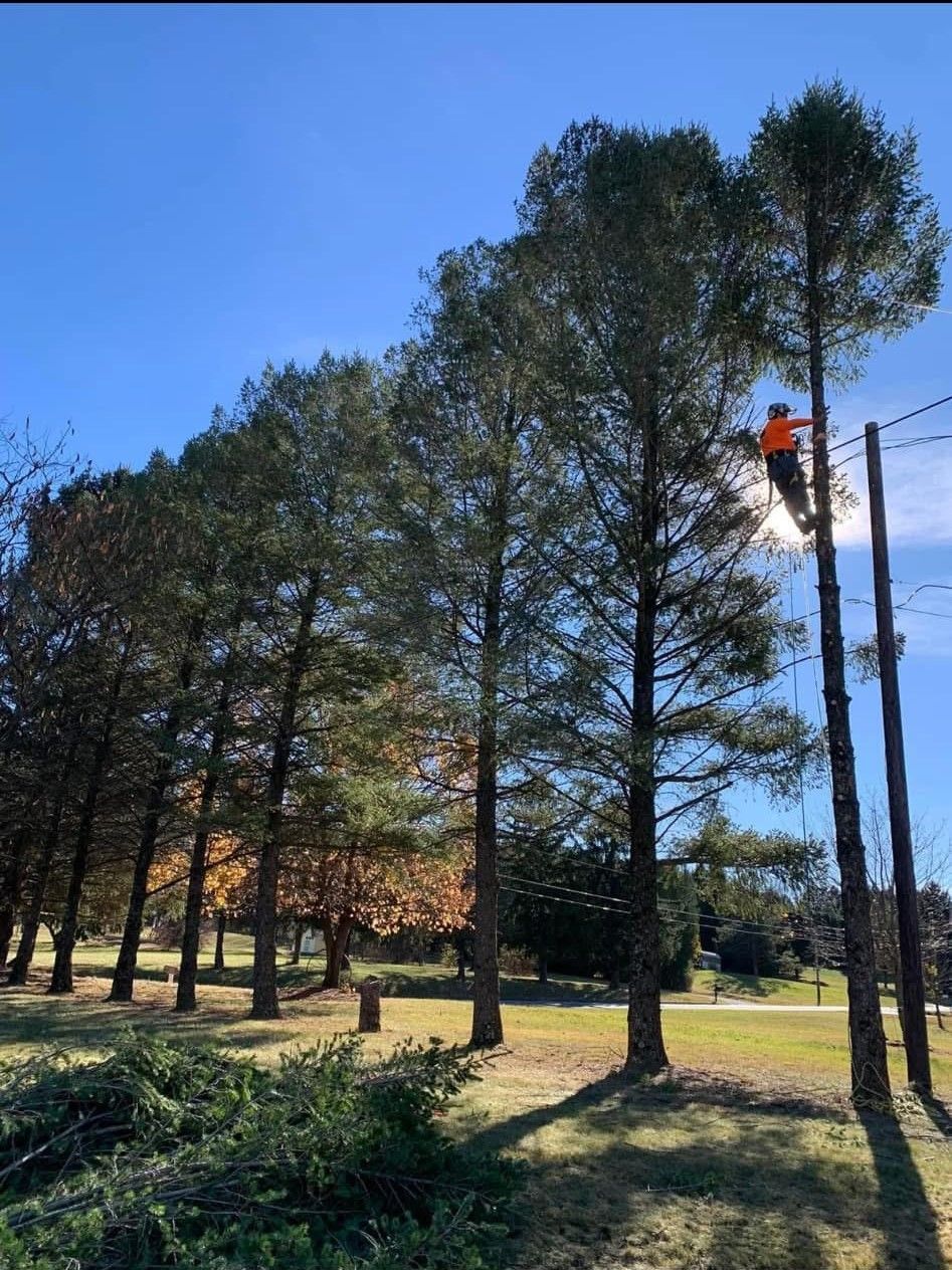 A man is climbing a tree in a park.