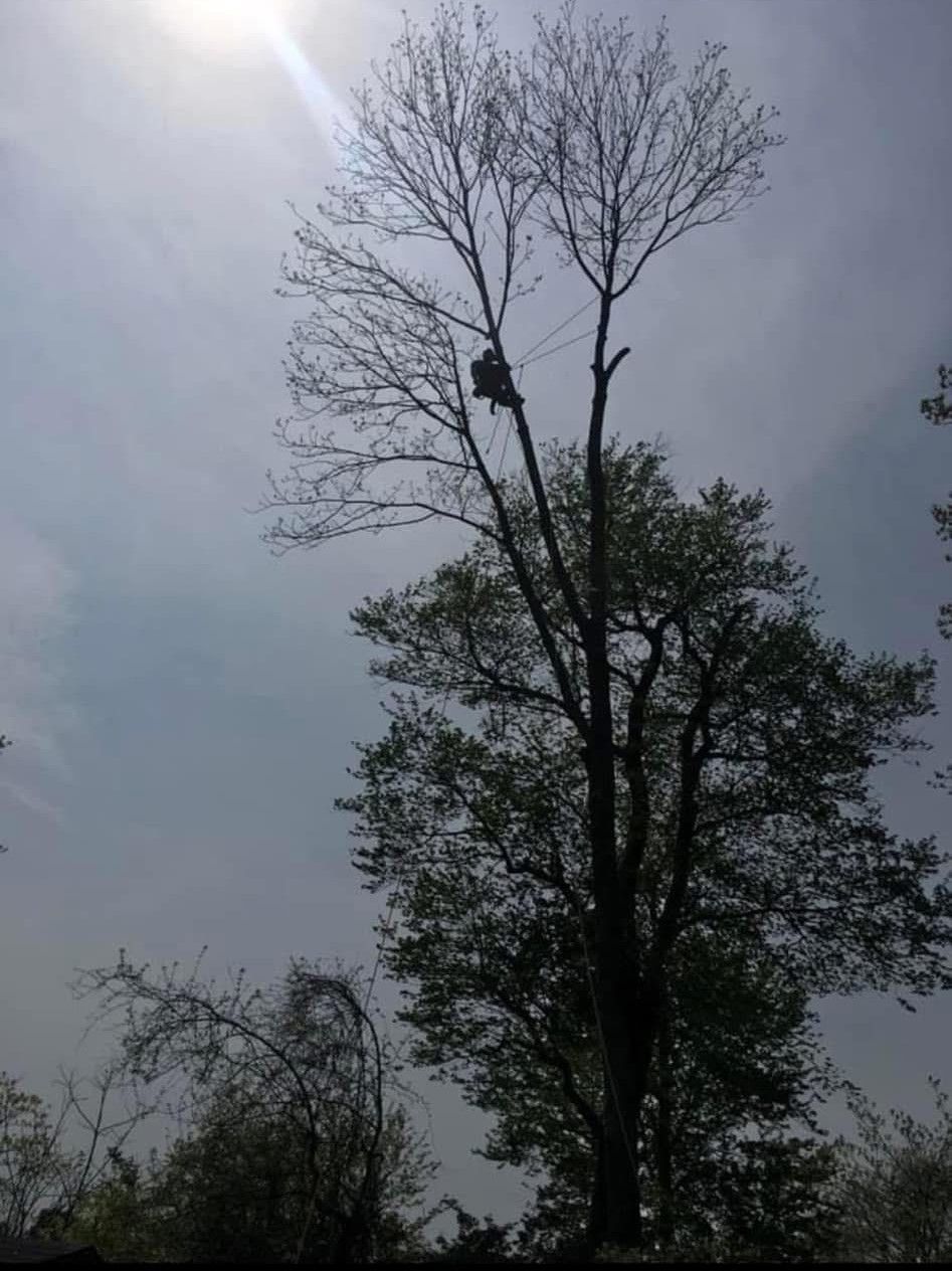 A man is climbing a tree with a chainsaw.