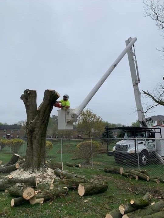 A man is cutting down a tree with a crane.