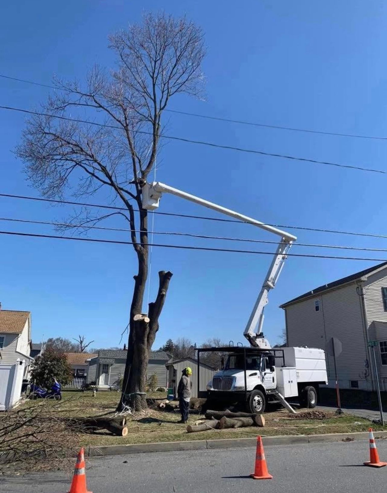 A tree is being cut down by a crane on the side of the road.