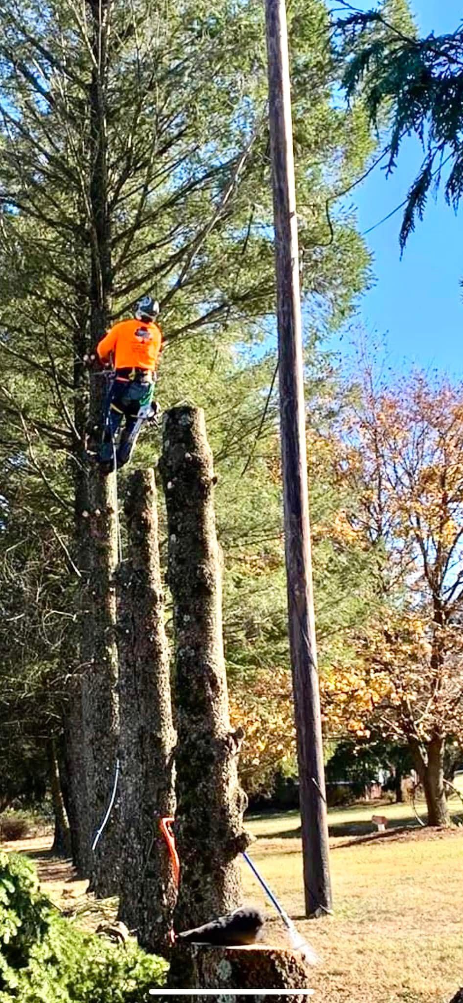 A man is climbing a tree with a chainsaw.