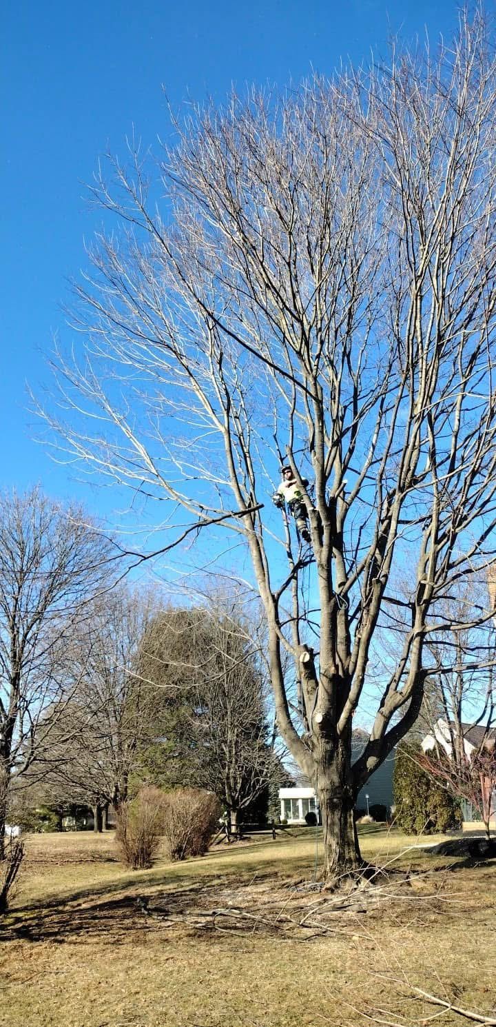 A tree with a lot of branches without leaves in a field.