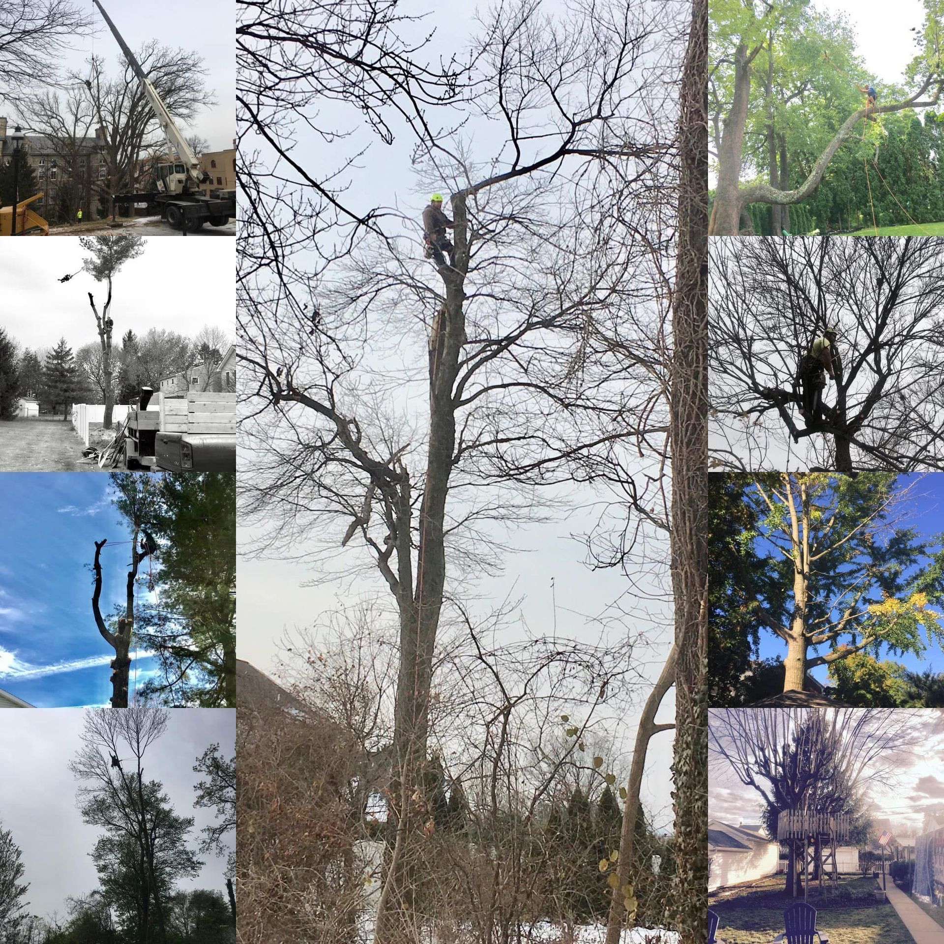 A collage of pictures of trees being cut down