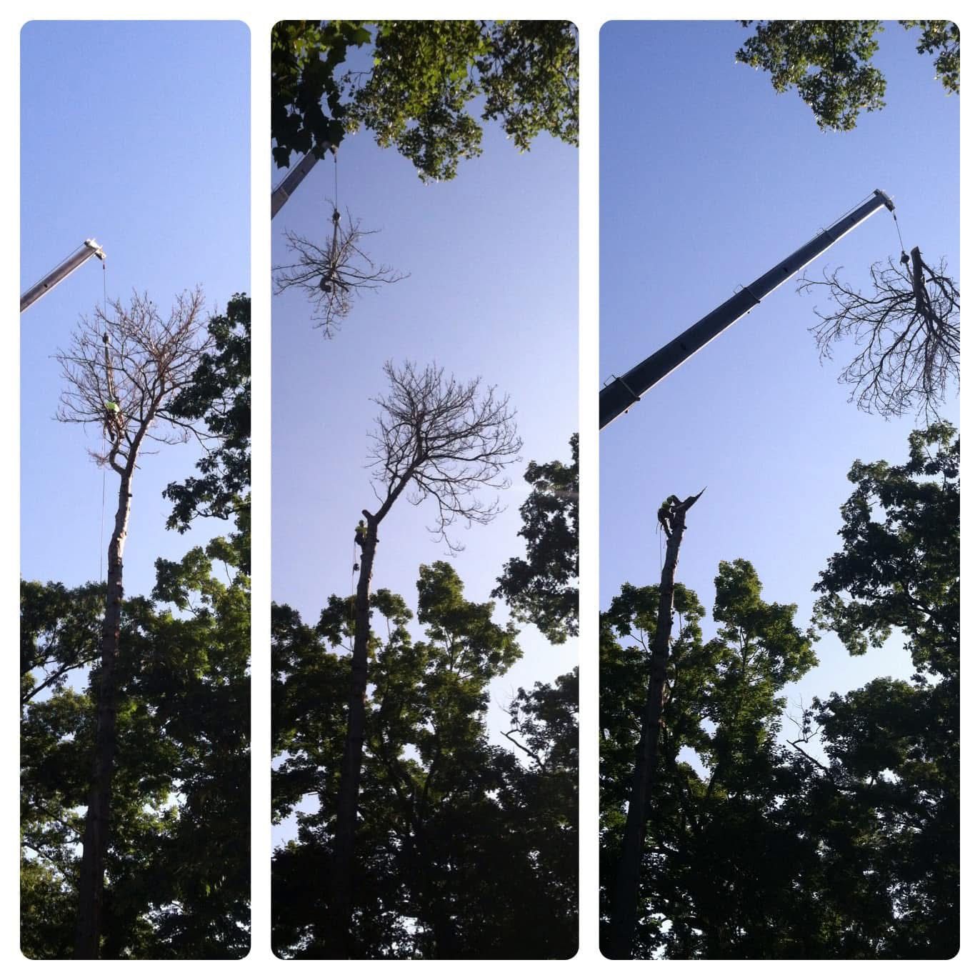 Three pictures of a tree being cut down by a crane