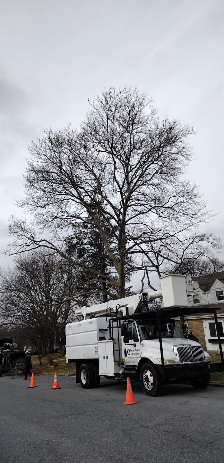 A white truck is parked in front of a tree.