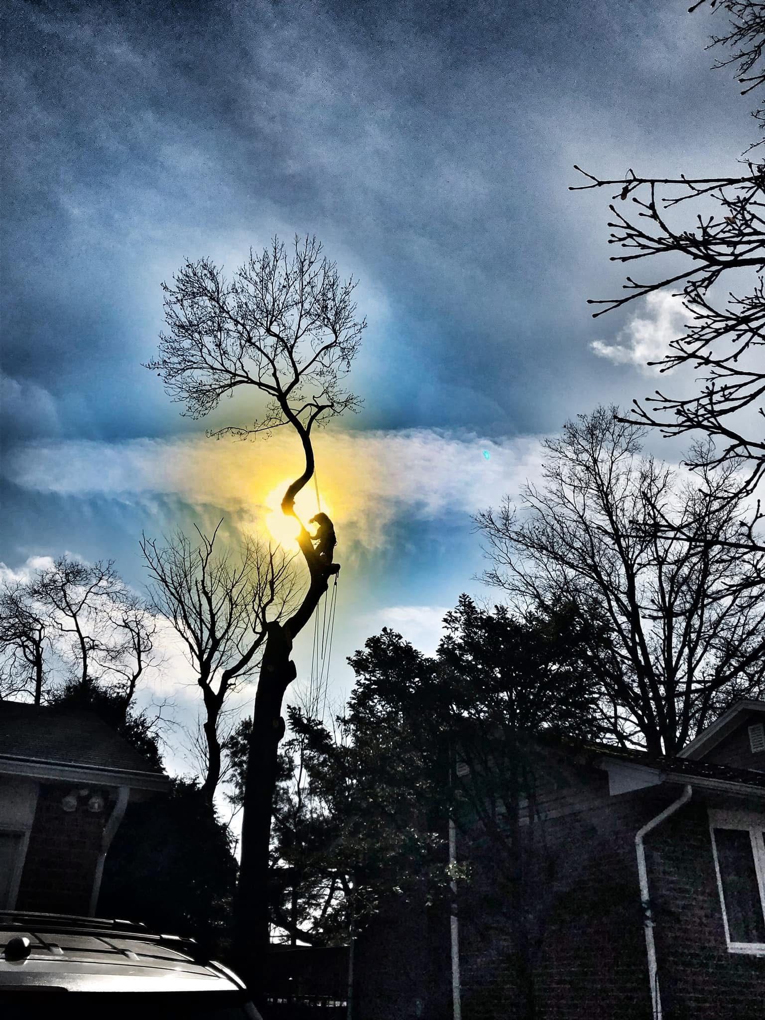 The sun is shining through the clouds behind a tree
