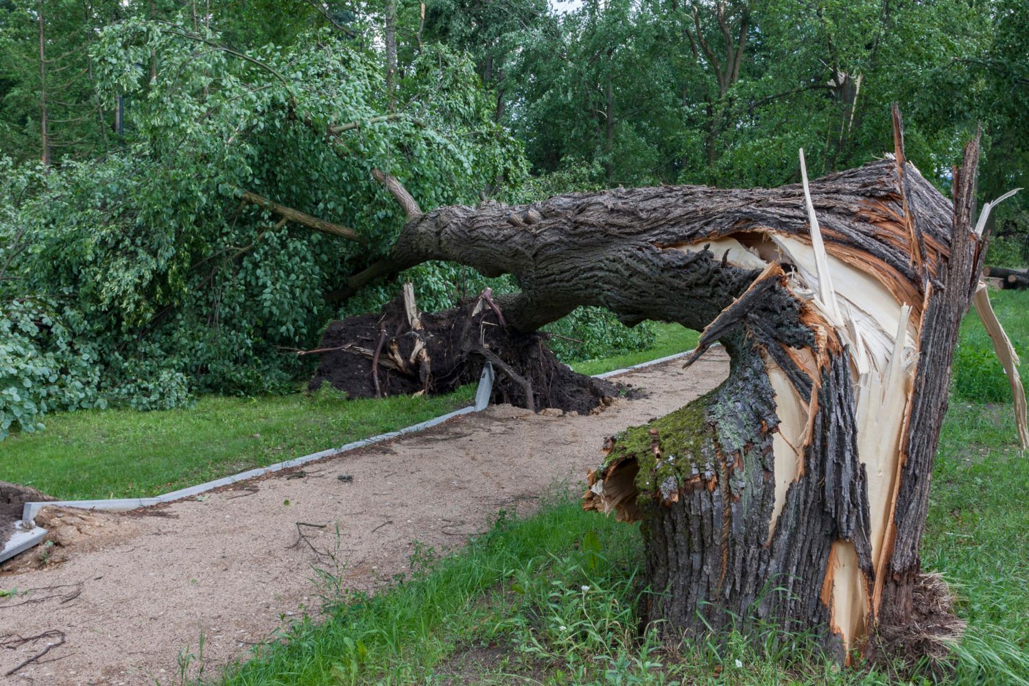 A tree that has been knocked over by a storm in a park.