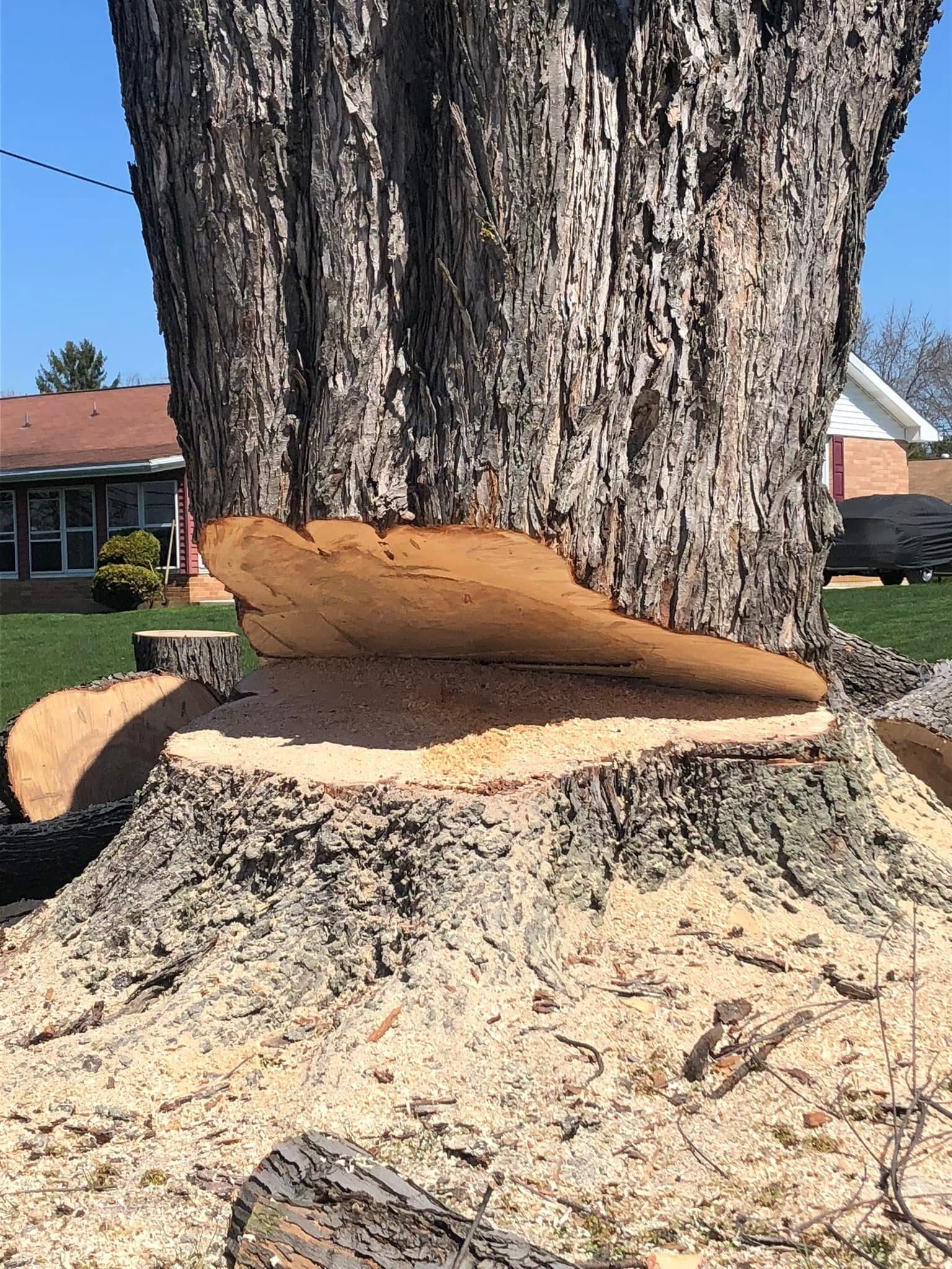 A tree stump with a piece of wood coming out of it.