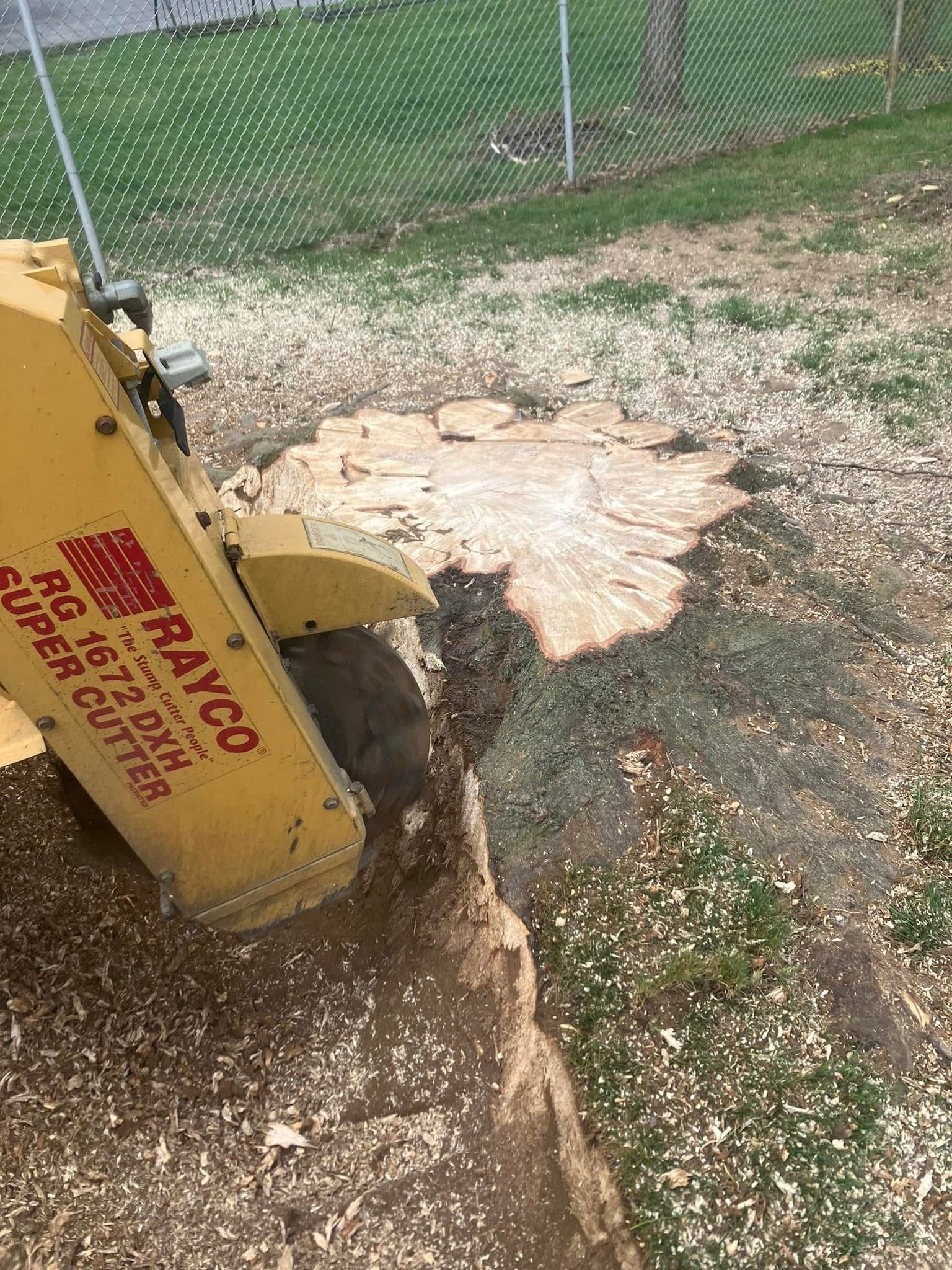 A yellow stump grinder is cutting a tree stump in a yard.