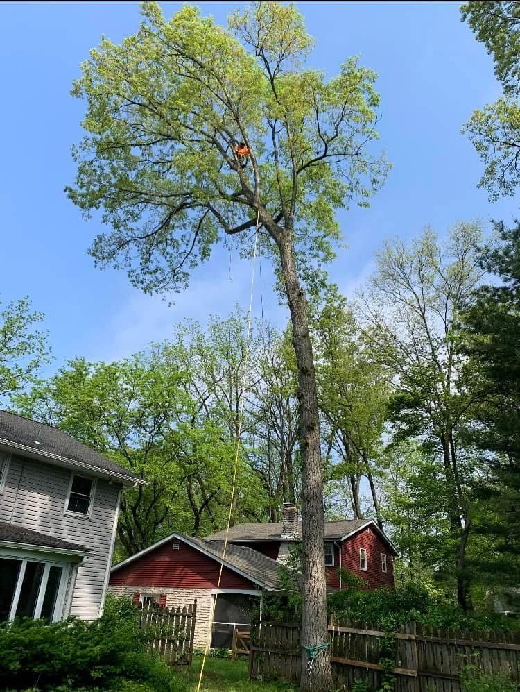 A man is climbing a tree in front of a house.