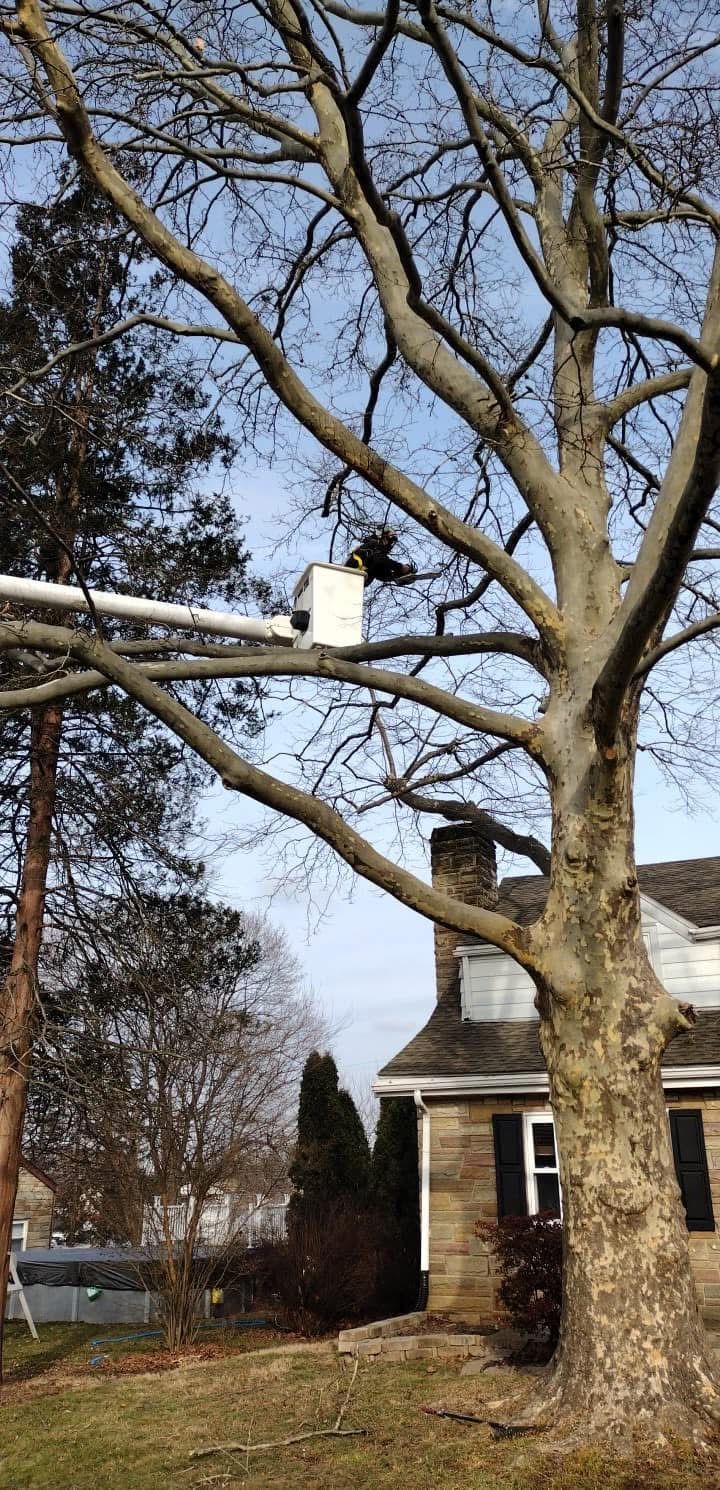 A man in a bucket is cutting a tree in front of a house.