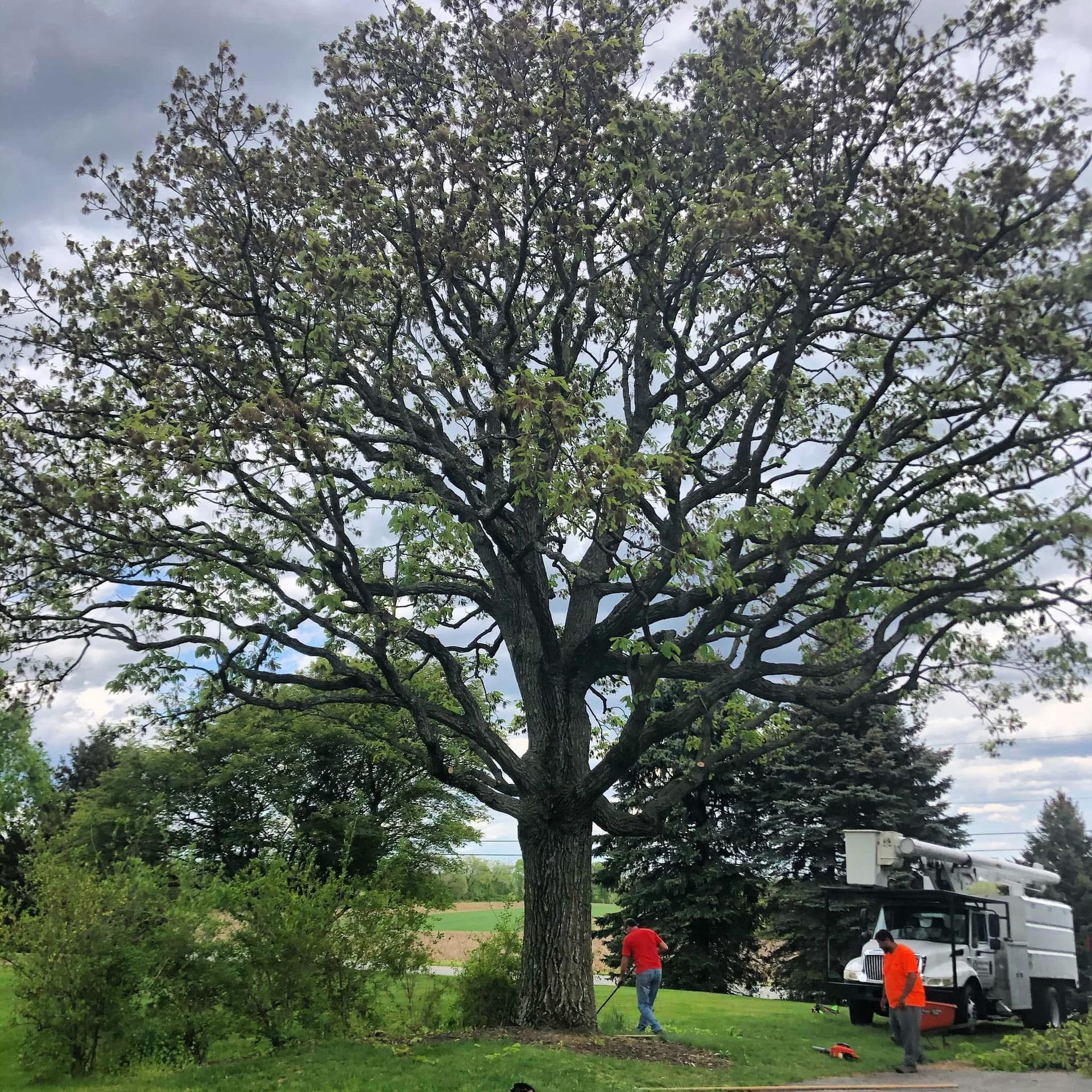 A man is standing next to a large tree with a truck parked in the background.