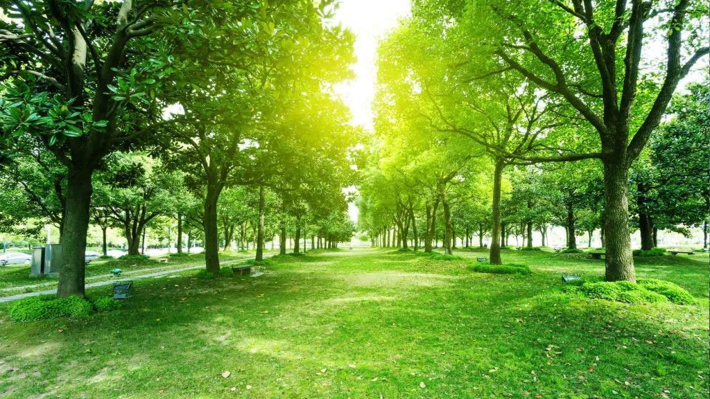 The sun is shining through the trees in a park.