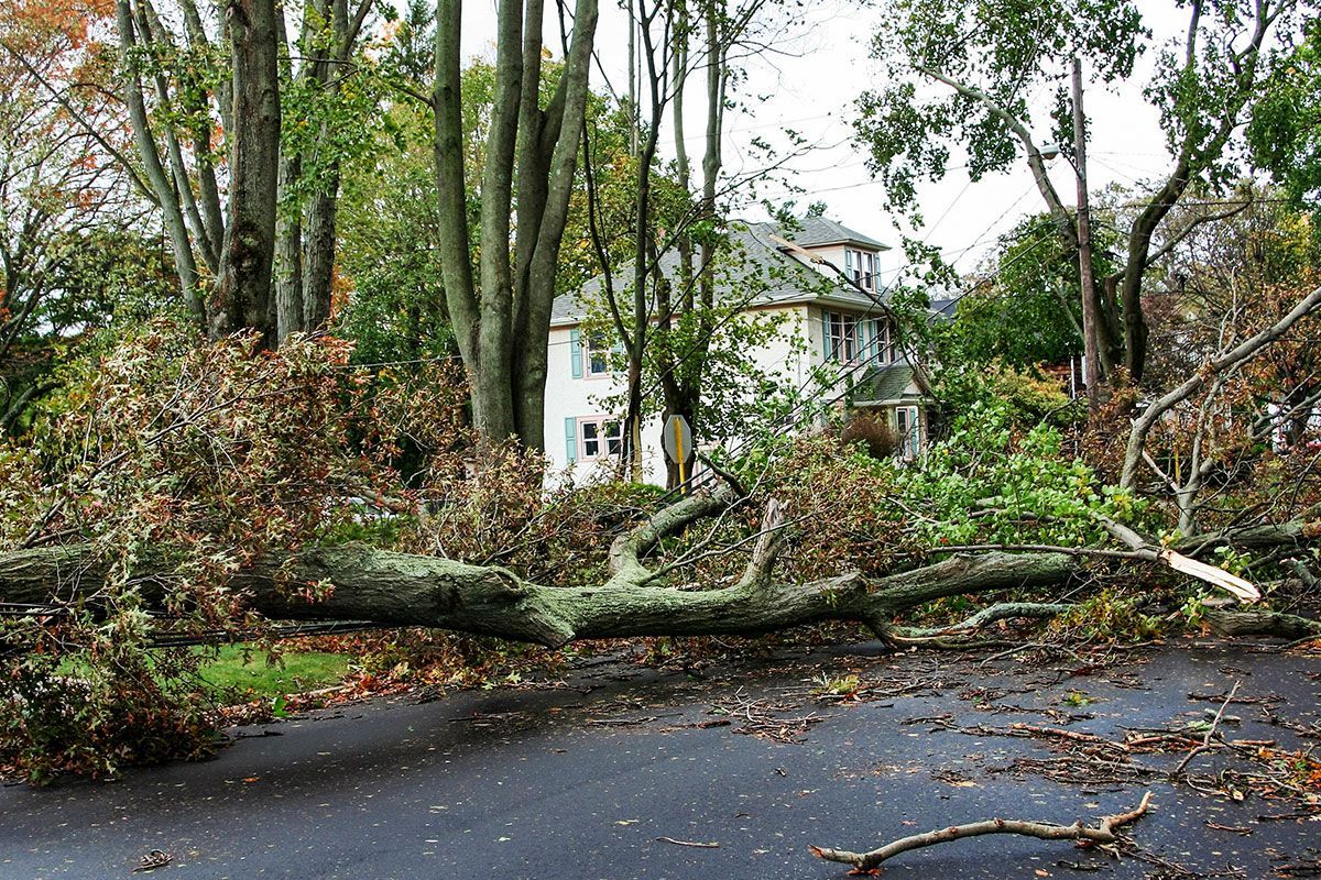 A tree has fallen on the side of a road.
